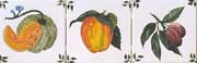FruitSeriesTN