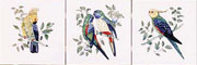 Tropical Bird SeriesTN